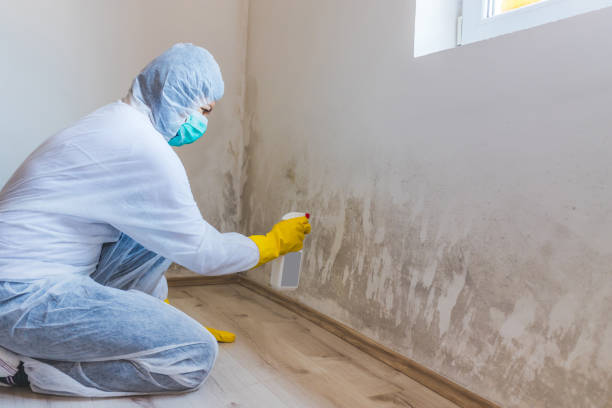 Licensed Commercial Mold Remediation service in Chapel Hill, NC - WQB Mold Removal